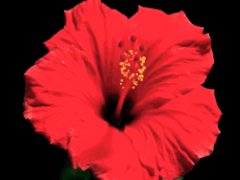 Chinese rose: withering