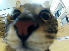 Athletic meet of the jumping cat
