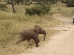 Baby elephant scampering