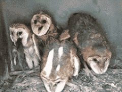 The creepiest birds ever