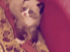 Cute scared kitten