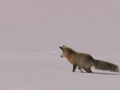 Jump in the snow