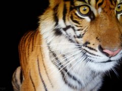 Tiger eyes
