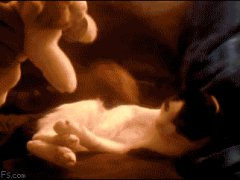 Kitten hugs plush cat