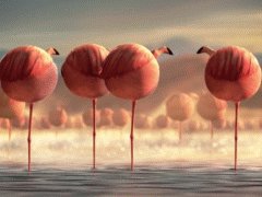 Rolling safari flamingos