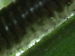 Millipede