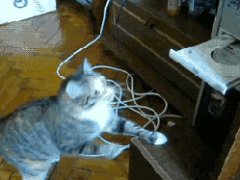 Cat vs dvd-rom