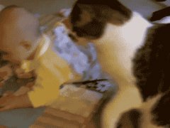 Babysitting Cat