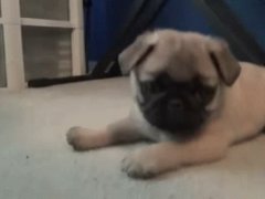 Puppy joy