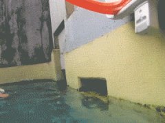 Basketball otter