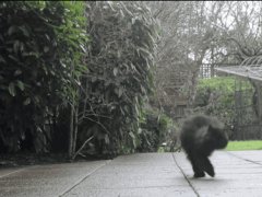 Two legs cat