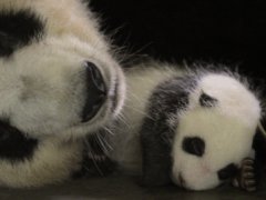 Sleeping pandas