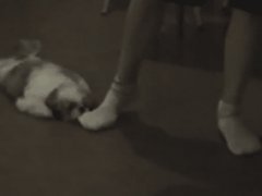 Relentless dog