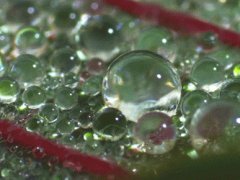 Rain bubble