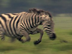 Chasing predator