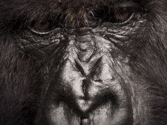 A mountain gorilla