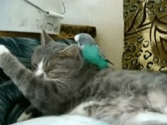Evil Bird