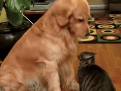 Good cat!