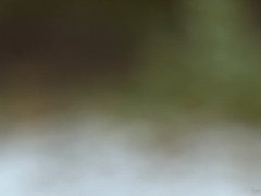 Heron