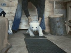 Baby Polar Bear