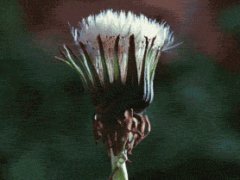 Instant bloom