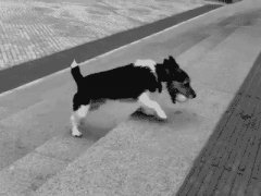Dog plays with himself