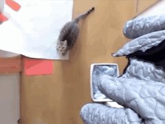 Basketball cat