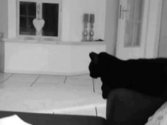 Friendly black cat