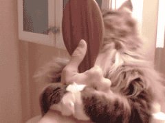 How to brush your hair