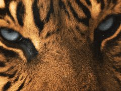 Tiger eyes