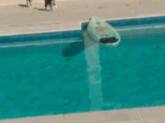 Cat barely escapes jaws