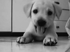 Funny moments with pet