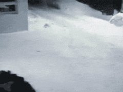 Where did they do?