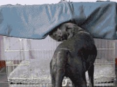 Going to sleep like a boss