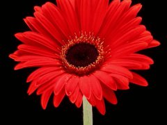 Red flower