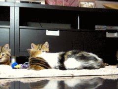 Scared kittens