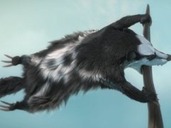 Jolly Roger raccoon