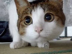 The curious cat