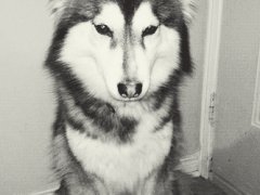 Shy dog