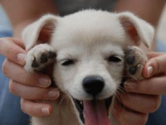 Cute smiling dog