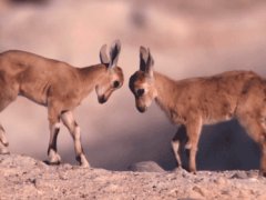 Fight of cuteness