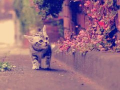 Kitten and pink plants