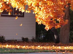 Autumn leaves