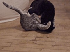 Cat fight technique