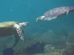 Turtle high five