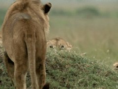 Big cats' game