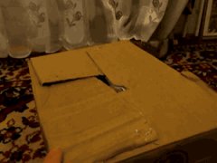 Cat in a box