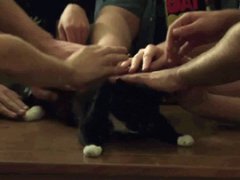 Everyone loves cats