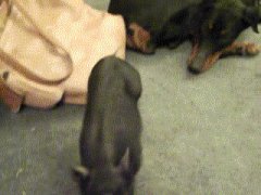 Mini pig