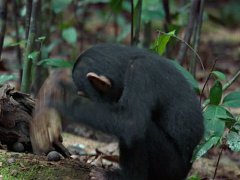 Monkey job